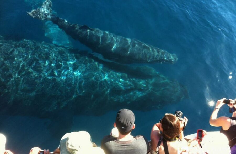 Maui: Eco-Friendly Whale Watching Tour from Ma'alaea Harbor - Marine Naturalists On Board: The Difference Between a Tour and an Education
