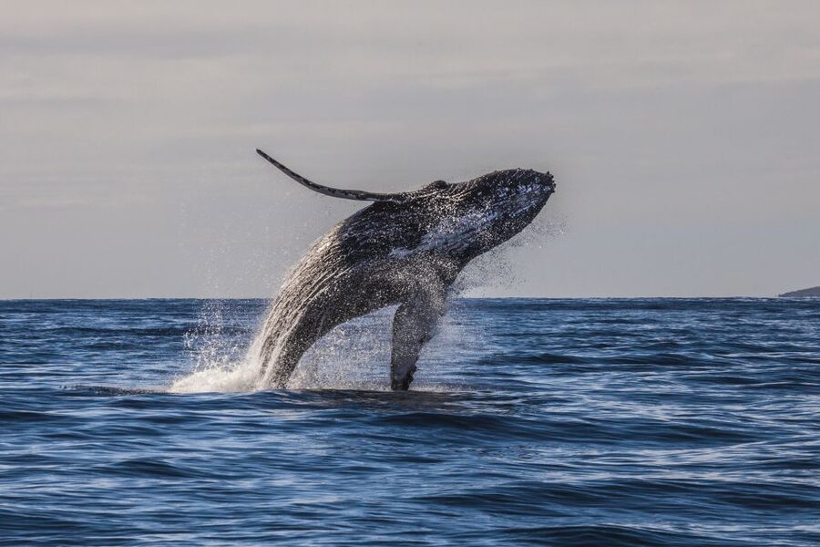 Maui: Eco-Friendly Whale Watching Tour from Ma'alaea Harbor - Who Should Book This Tour, and Who Might Prefer Another Option
