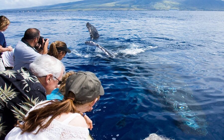 Maui: Eco-Friendly Whale Watching Tour from Ma'alaea Harbor - Underwater Hydrophones: The Most Memorable Upgrade for $88
