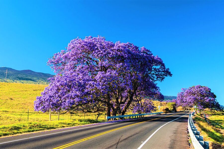 Maui: Haleakala Sunrise Eco Tour with Breakfast - Haleakala’s spiritual meaning: why the guide talk isn’t filler