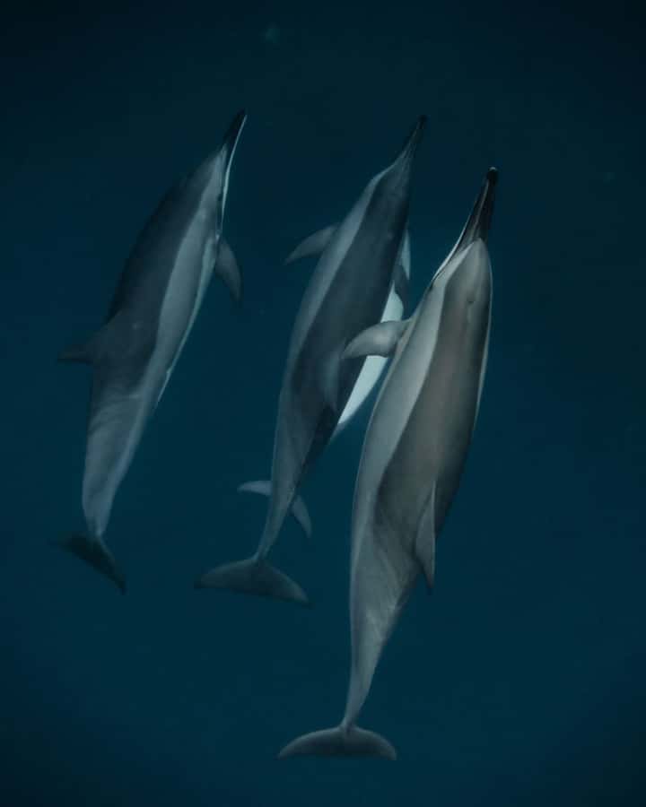 Mauritius Le Morne: Eco-Friendly Dolphin Watching Tour - Key things that make this tour worth your morning