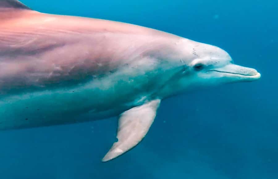 Mauritius Le Morne: Eco-Friendly Dolphin Watching Tour - What the captain briefing is really for