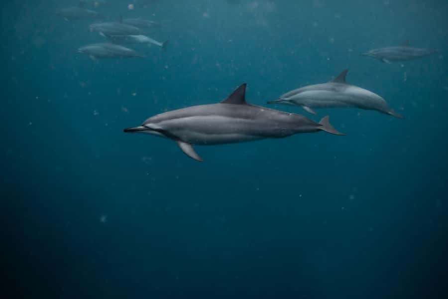 Mauritius Le Morne: Eco-Friendly Dolphin Watching Tour - Who this tour suits best (and who should think twice)