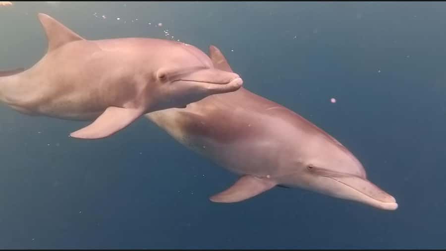 Mauritius Le Morne: Eco-Friendly Dolphin Watching Tour - Details that make the day smoother