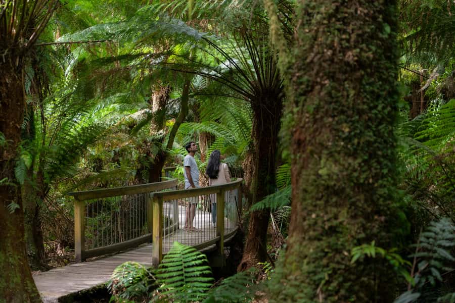 Melbourne: Great Ocean Road Ultimate 12 Apostles with Lunch - Great Otway National Park Walk: Cool Green Air After the Cliffs
