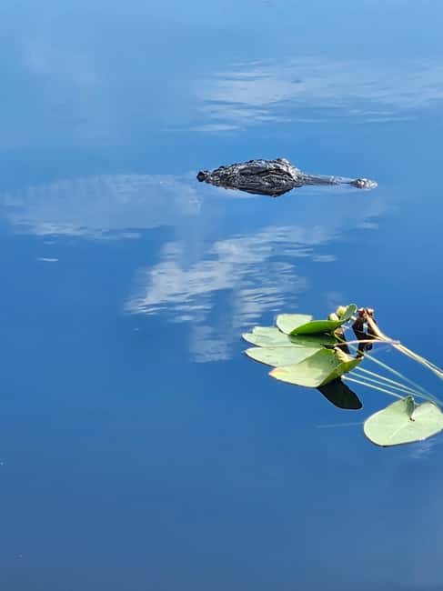 Miami: Everglades Airboat Eco Tour w/ Luxury Transportation - Key things that make this tour worth your time