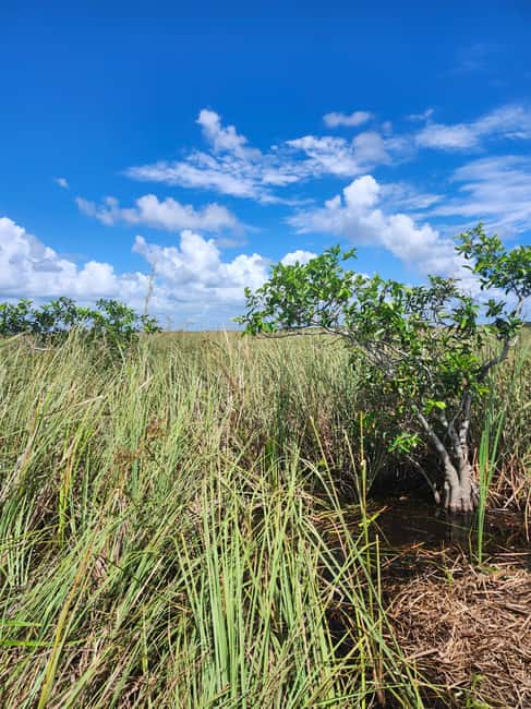 Miami: Everglades Airboat Eco Tour w/ Luxury Transportation - The airboat you want: open-air, not a roofed cattle car