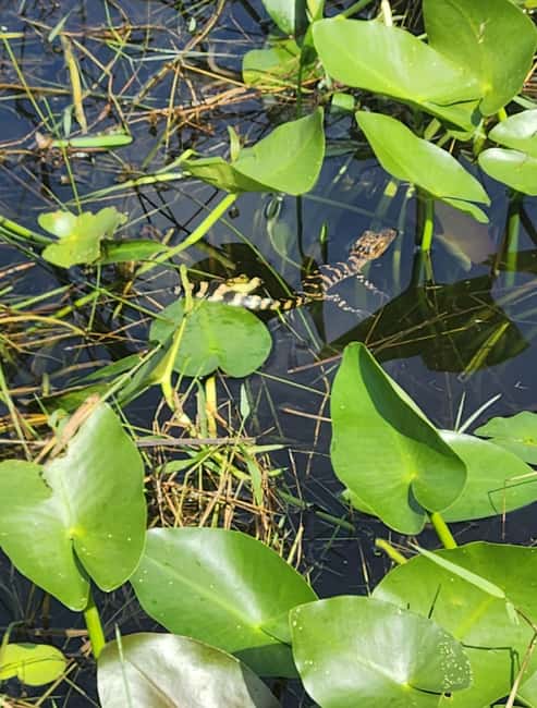 Miami: Everglades Airboat Eco Tour w/ Luxury Transportation - Timing and pacing: how you’ll spend your day (and why it works)