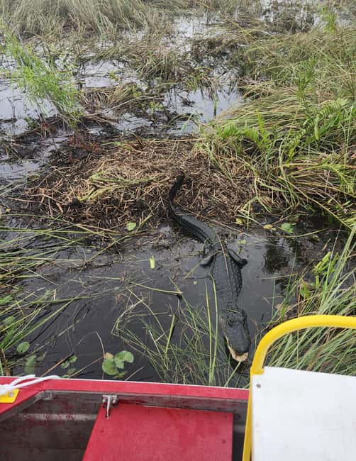 Miami: Everglades Airboat Eco Tour w/ Luxury Transportation - What’s included (and what you’ll still need to handle)