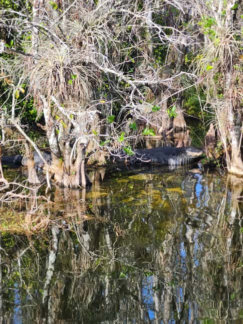 Miami: Everglades Airboat Eco Tour w/ Luxury Transportation - The guides and language setup that make the narration easier