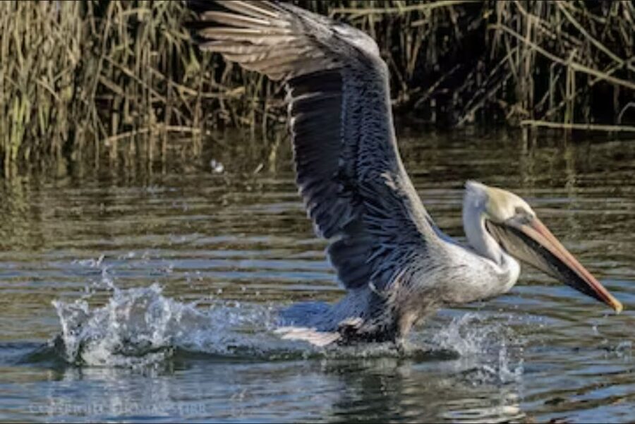 Murrells Inlet: Saltwater Marsh Eco Tour w/ Marine Biologist - Key Points You’ll Actually Care About