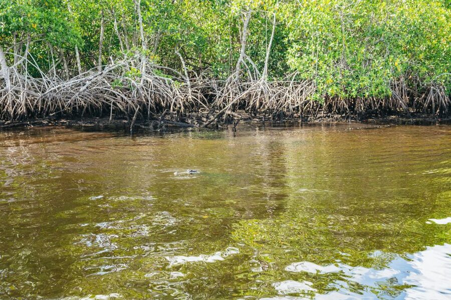 Naples, FL: Manatee, Dolphin, 10,000 Islands Beach Eco Tour - FAQ