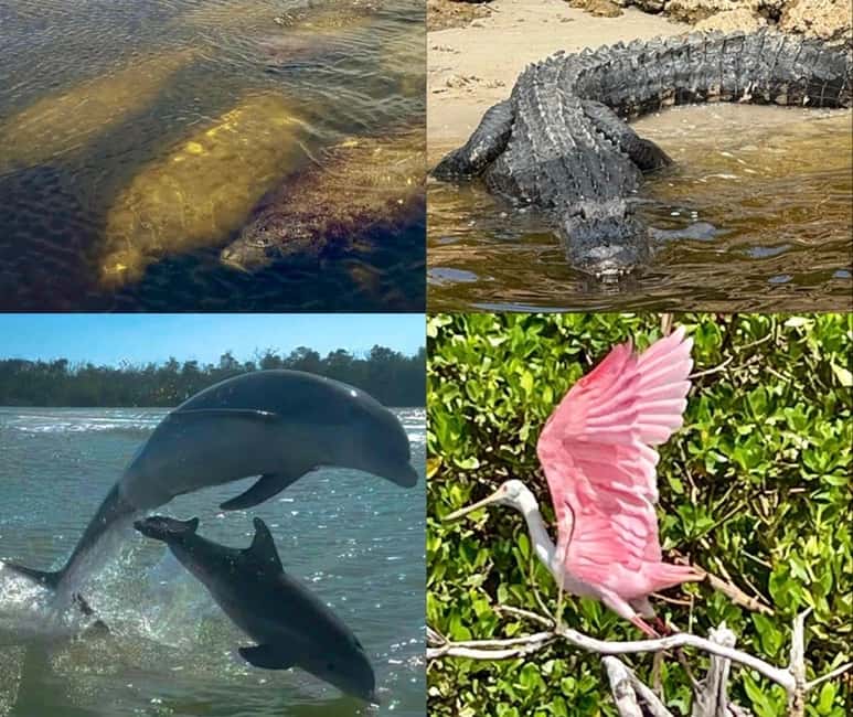 Naples, FL: Manatee, Dolphin, 10,000 Islands Beach Eco Tour - Cruising the harbor and bay: mangroves, birds, and photo-friendly conditions