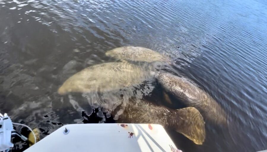 Naples, FL: Manatee, Dolphin, 10,000 Islands Beach Eco Tour - Whitehorse Island beach time: white sand strolling, shell-hunting, and a sea-green break