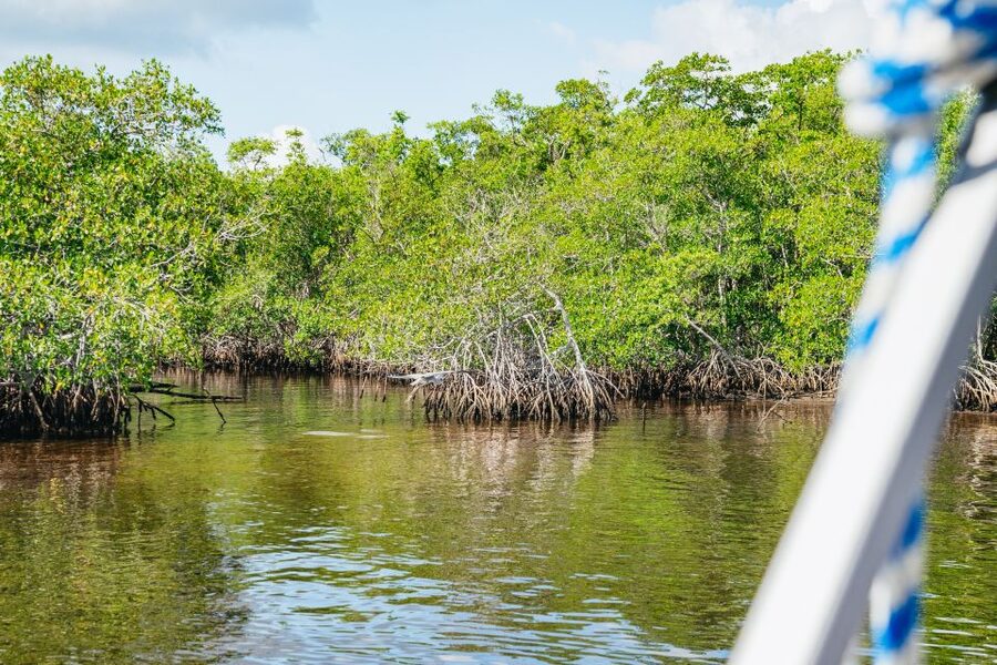 Naples, FL: Manatee, Dolphin, 10,000 Islands Beach Eco Tour - A 3-hour Everglades cruise that doesn’t feel rushed