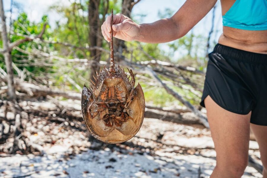 Naples, FL: Manatee, Dolphin, 10,000 Islands Beach Eco Tour - Quick packing checklist: what makes your day smoother