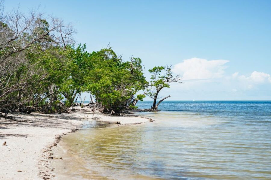 Naples, FL: Manatee, Dolphin, 10,000 Islands Beach Eco Tour - Should you book this Manatee, Dolphin, and Ten Thousand Islands tour?