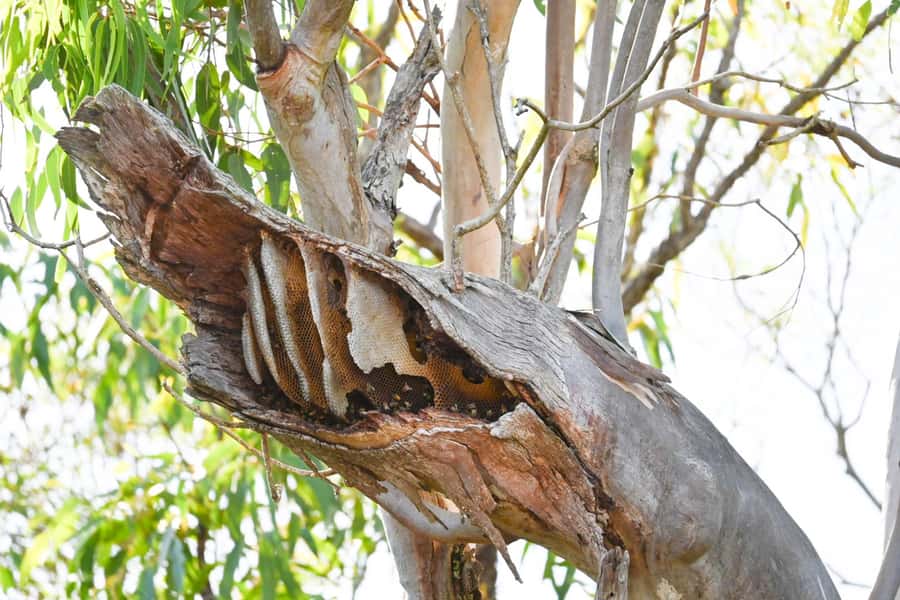 Noosa: Noosa River Eco Tour - Key things that make this Noosa River eco cruise worth your time