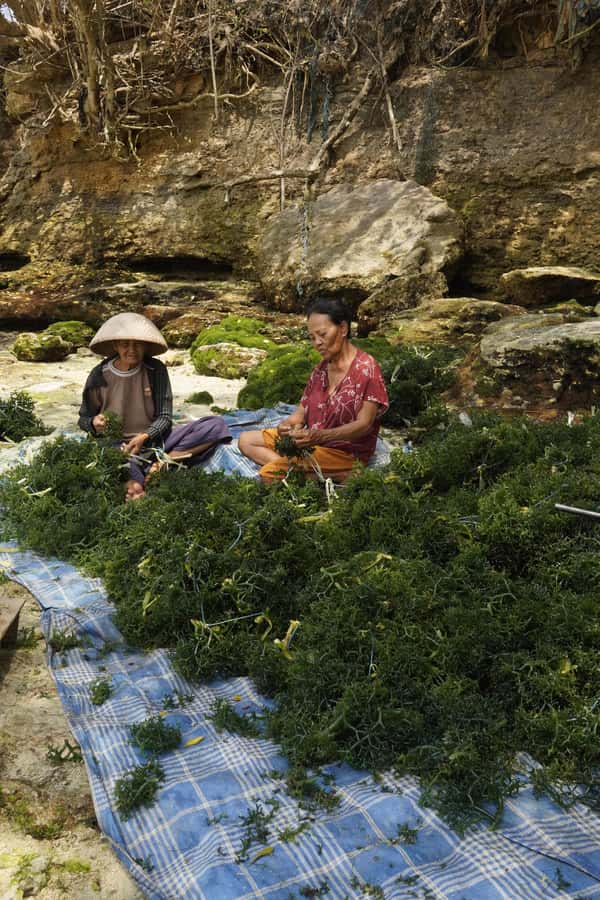 Nusa Penida: Ecotourism, Seaweed Farming & East Tour - Key Things That Make This Tour Worth It