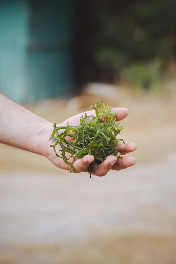 Nusa Penida: Ecotourism, Seaweed Farming & East Tour - Hands-On Seaweed Farming With Local Farmers