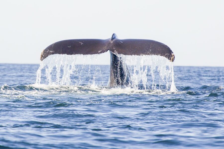 Oahu: Waikiki Eco-Friendly Afternoon Whale Watching Trip - Key things I’d pay attention to