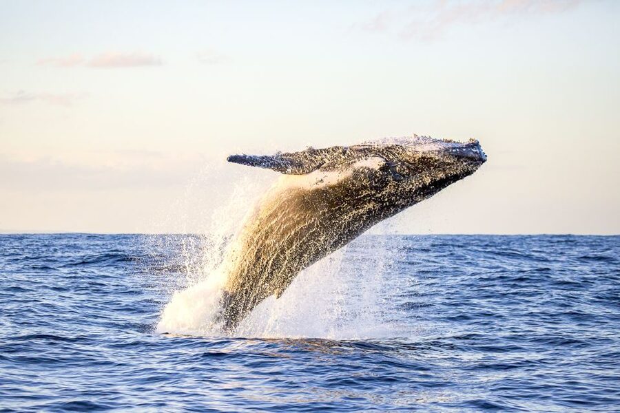 Oahu: Waikiki Eco-Friendly Afternoon Whale Watching Trip - What you might actually see: whales, dolphins, and the distance reality