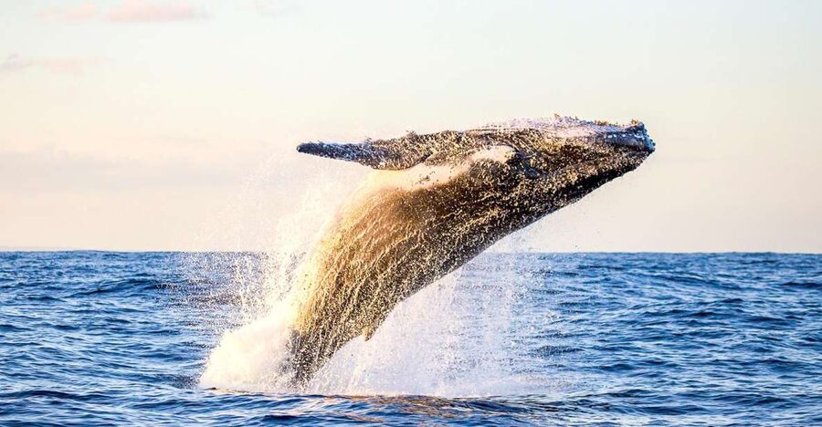 Oahu: Waikiki Eco-Friendly Morning Whale Watching Cruise - Key Things That Make This Whale Cruise Worth Your Morning