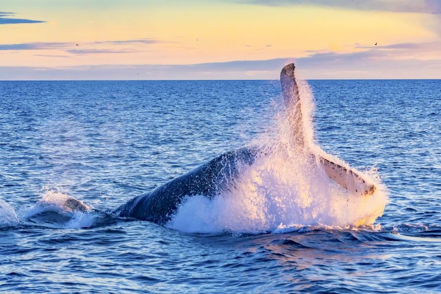 Oahu: Waikiki Eco-Friendly Morning Whale Watching Cruise - The Full Premium Bar: Drinks That Make Waiting Easier