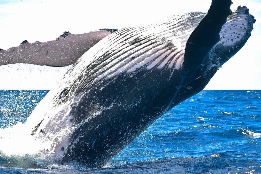 Oahu: Waikiki Eco-Friendly Morning Whale Watching Cruise - What Happens During the Cruise (Beyond the Words on the Page)