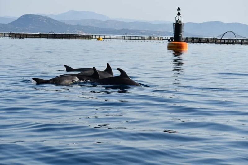 Olbia: Eco-Friendly Dolphin-Watching Boat Trip - Key reasons this dolphin trip is worth your time