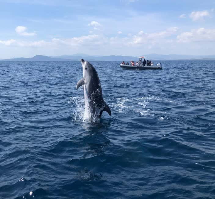 Olbia: Eco-Friendly Dolphin-Watching Boat Trip - Why Figarolo’s waters are the whole point