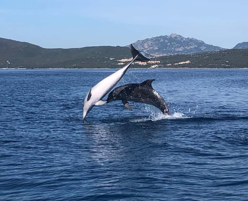 Olbia: Eco-Friendly Dolphin-Watching Boat Trip - The two-hour flow: from Olbia Marina to Figarolo search