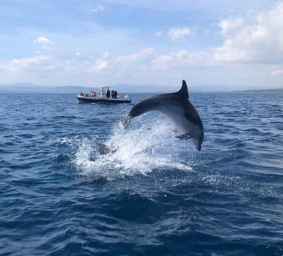 Olbia: Eco-Friendly Dolphin-Watching Boat Trip - Eco-friendly boat style, and what it means in practice