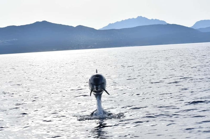 Olbia: Eco-Friendly Dolphin-Watching Boat Trip - Who this trip suits, and who should skip it