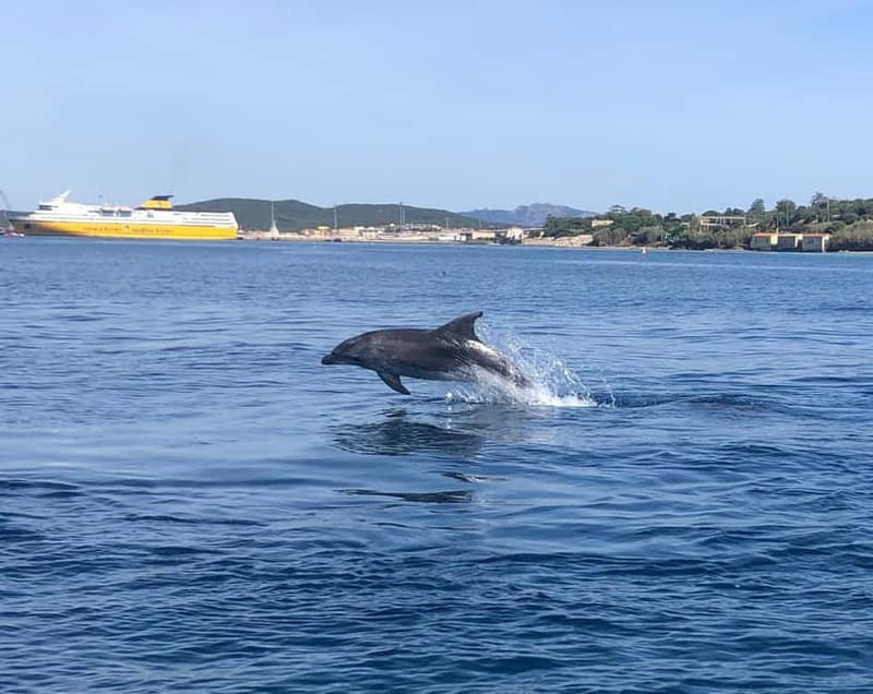 Olbia: Eco-Friendly Dolphin-Watching Boat Trip - Practical side: meeting point and how to not lose time