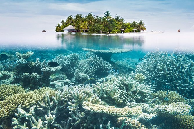 Other side of heaven Eco friendly snorkeling adventure - Wildlife moments: manta rays, turtles, and how you spot marine life