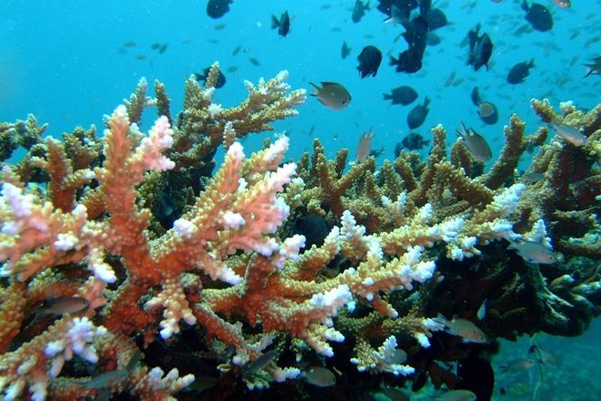 Other side of heaven Eco friendly snorkeling adventure - Coral and climate: why this tour includes a reef reality check