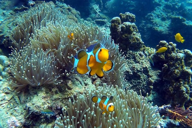 Other side of heaven Eco friendly snorkeling adventure - Who this tour fits best (and who should rethink it)