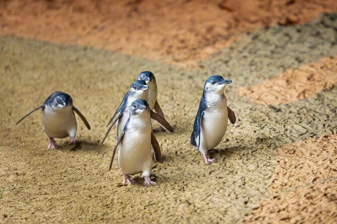 Penguin Parade, & Wildlife Encounters Eco Tour from Melbourne - Why Phillip Island’s Penguin Parade is worth the late night
