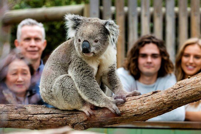 Penguin Parade, & Wildlife Encounters Eco Tour from Melbourne - Price and value: is $118.35 a fair deal for all of this?
