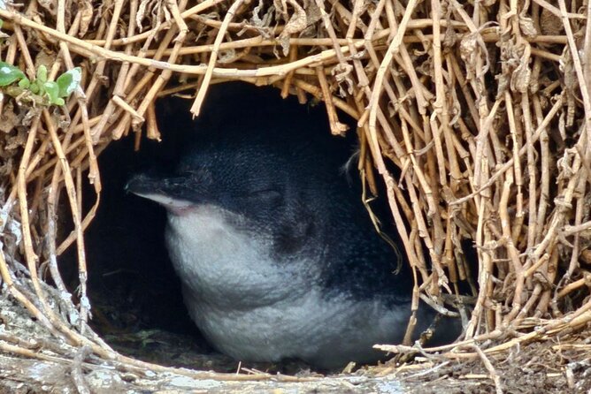 Phillip Island & Penguin Parade Afternoon Eco Tour from Melbourne - Why this afternoon format works from Melbourne