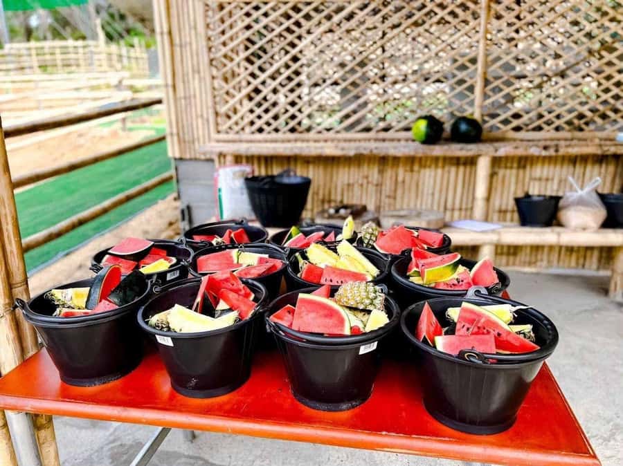 Phuket: Phuket Elephant Care Sanctuary ECO Tour - Why an ethical elephant sanctuary experience matters in Phuket