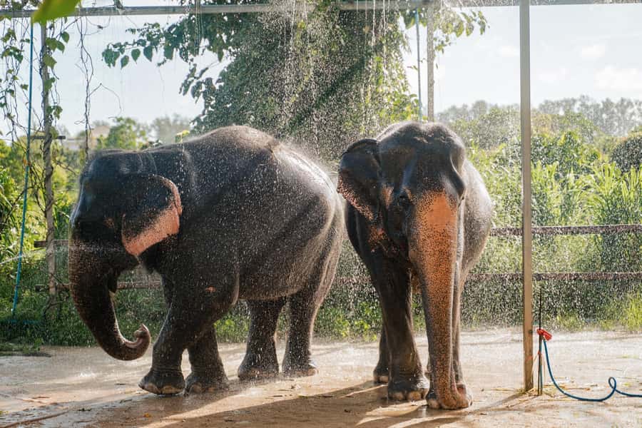 Phuket: Phuket Elephant Care Sanctuary ECO Tour - Feeding time: seasonal fruit feast with elephant-by-elephant context