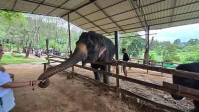 Phuket: Phuket Elephant Care Sanctuary ECO Tour - Hotel pickup and the ECO tourism welcome at Phuket Elephant Care