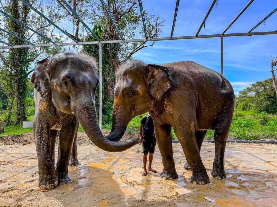 Phuket: Phuket Elephant Care Sanctuary ECO Tour - What to bring (and what can ruin the day)