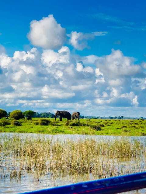 Pottuvil Lagoon Eco Tour : Mangrove Adventure in Arugam Bay - Should You Book the Pottuvil Lagoon Eco Tour?