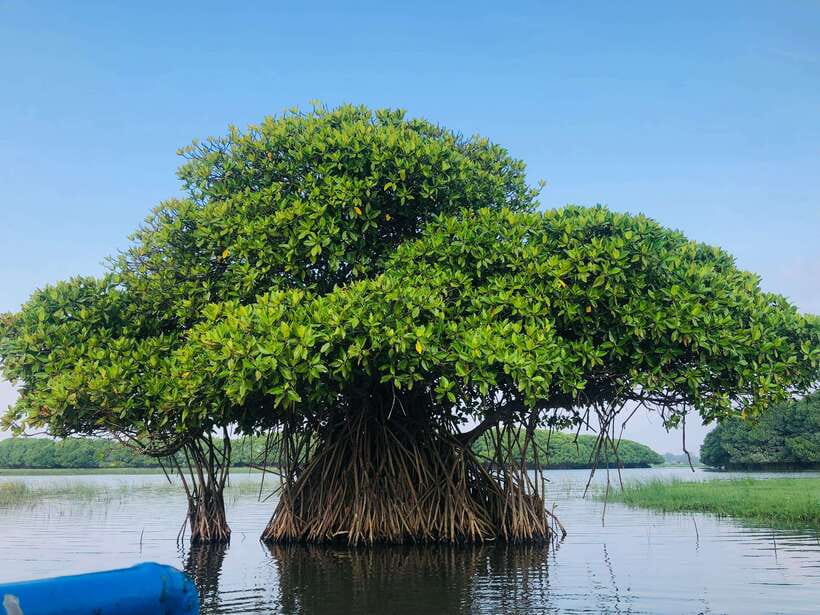 Pottuvil Lagoon Eco Tour : Mangrove Adventure in Arugam Bay - On the Boat Safari: Mangroves, Birds, Crocs, and Elephant Moments