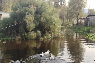 Pre-Hispanic Xochimilco, local food included and ajolotario. - Floating Gardens by Trajinera: Quiet Canals and Chinampa Food