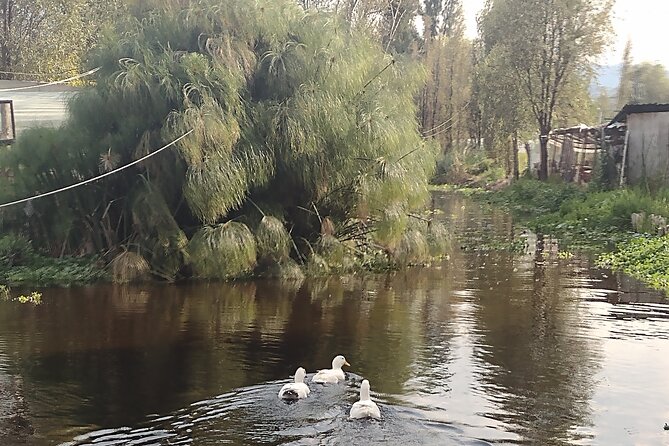 Pre-Hispanic Xochimilco, local food included and ajolotario. - Floating Gardens by Trajinera: Quiet Canals and Chinampa Food