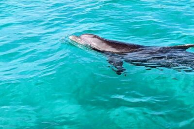 Premium Non-Private 3 Hour Crab Island Tour with Bathroom - Harbor Stop: Getting Oriented (and Looking for Dolphins)
